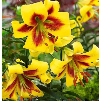 Sazenice Lukon Glads Lilie ROBERT SWANSON - lilium