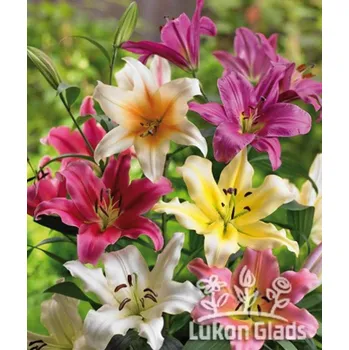 Semeno Lukon Glads Směs OT hybridů - orientpet lilie Množství: 3