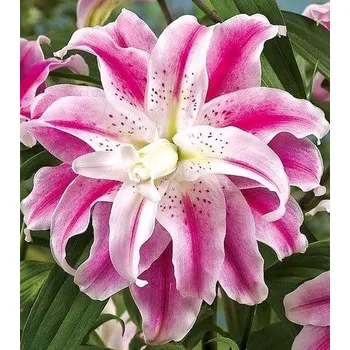 Sazenice Lukon Glads Lilie SWEET ROSY - lilium