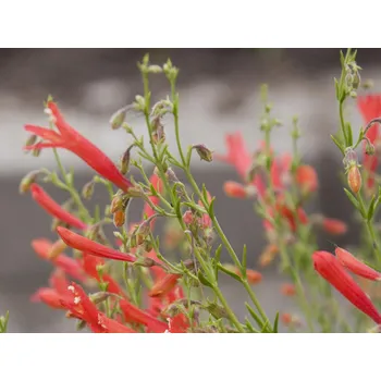 Sazenice Dračík jehlicolistý - Penstemon pinifolius Balení: kontejner p9