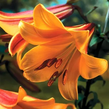 Sazenice Lukon Glads Lilie AFRICAN QUEEN - lilium