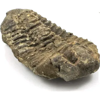 Fosilie Zkamenělina trilobit č. 8