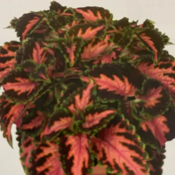 Africká kopřiva - Main Street, Franklin Street 153 Q