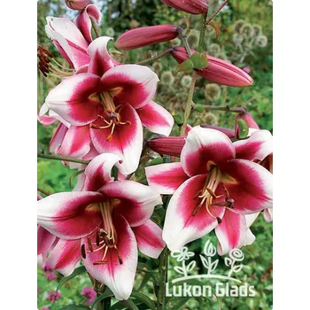 Sazenice Lukon Glads Lilie SILK ROAD - lilium