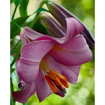 Sazenice Lukon Glads Lilie PINK PERFECTION - lilium