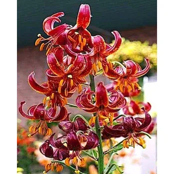 Sazenice Lukon Glads Lilie CLAUDE SHRIDE - lilium