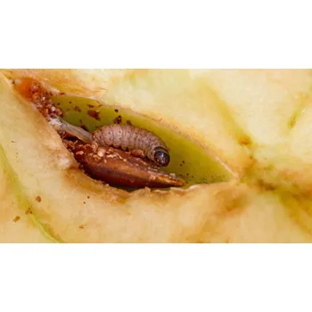 Zahrada Nemapom 50mil ( na 30-50 stromů)