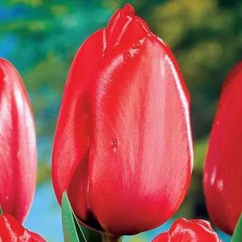 Semeno Cibulky Tulipánu - Red Impression Holandské tulipány, Množství 1 ks