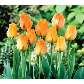 Semeno Cibulky Tulipánu - Daydream, Množství 1 ks