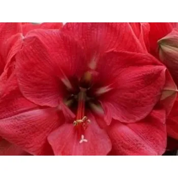 Semeno Amarylis 'Hercules' Balení: cibule 24/26 - 1ks Hippeastrum 'Hercules'