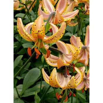 Sazenice Lukon Glads Lilie GUINEA GOLD - lilium