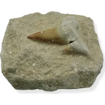 Fosilie Zub žraloka v hornině č. 2b