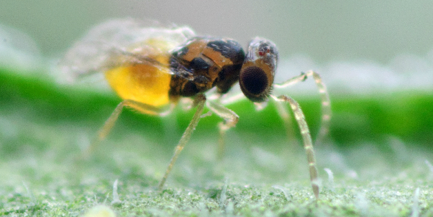 Parazitická vosička proti molicím 3000 ks EN-STRIP