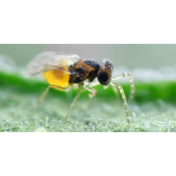 Pesticid Parazitická vosička proti molicím 3000 ks EN-STRIP