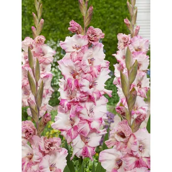 Semeno Mečík 'Cherry Candy' 5 ks Velikost cibulí: 10/12