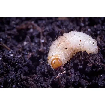 Zahrada Nemaplus 5mil - na 10m2 - Parazitické hlístice Steinernema feltiae| Živý makroorganismus BioAgents