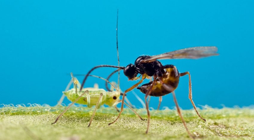 Parazitická vosička na mšice 500 ks APHIPAR