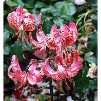 Sazenice Lukon Glads Lilie MANITOBA MORNING - lilium