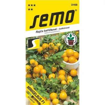 Semeno Rajče keříčkové Minigelbus F1 40 s