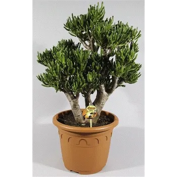 Sazenice Crasulla velký stromokeř arborescens tlustice curly