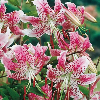 Sazenice Lukon Glads Lilium speciosum RUBRUM - lilie