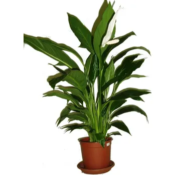 Sazenice Pokojová květina Spathiphyllum - lopatkovec