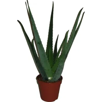 Sazenice Pokojová rostlina - Aloe Vera - Stáří 10 let obrovská rostlina