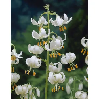 Sazenice Lukon Glads Lilie SNOWY MORNING - lilium