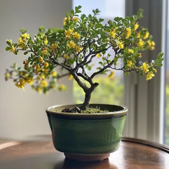 Sazenice Corokia cotoneaster střední