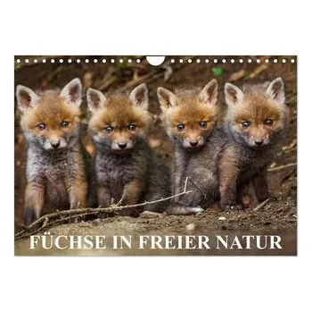 Cestování Füchse in freier Natur (Wandkalender 2026 DIN A4 quer), CALVENDO Monatskalender - Ulrich Hopp