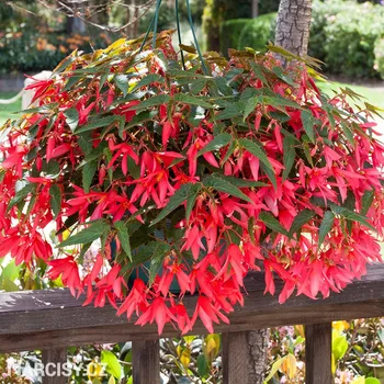 Cibulovina Begónie - Bertinii San Francisco .: 1 ks