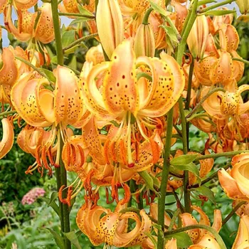 Sazenice Lukon Glads Lilie PEPPARD GOLD - lilium