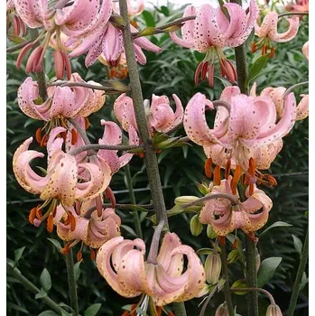 Sazenice Lukon Glads Lilie PINK MORNING - lilium