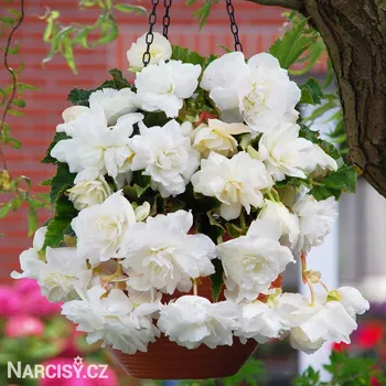 Cibulovina Begónie - Převislá bílá .: 3 ks