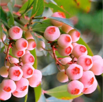 Sazenice RŮŽOVÁ KANADSKÁ BORŮVKA - PINK BONBONS kont. 1,3L