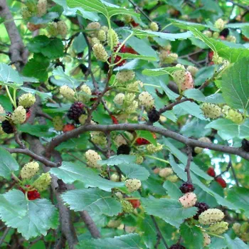 Sazenice MORUŠE ´SHIN TSO´ keřová kont. 1,3L