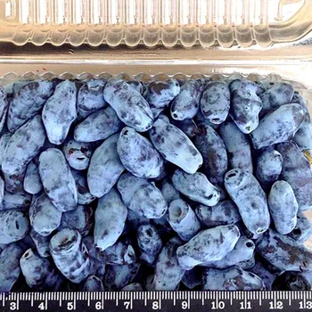 Sazenice ZIMOLEZ KAMČATSKÝ ´JUGANA´ kont 1,3L