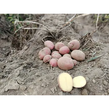 Semeno Sadbové brambory Red Sonia Balení: 25kg