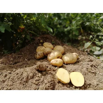 Semeno JELLY sadbové brambory Balení: 25kg