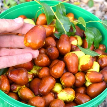 Sazenice JUJUBA ´DONG ZAO´ (Ziziphus jujuba) - čínské datle - kont. 1,3L