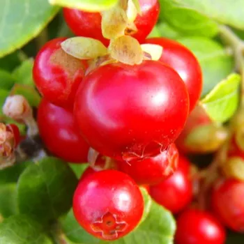 Sazenice BRUSINKA ´RED PEARL´ kont. 1,1 L