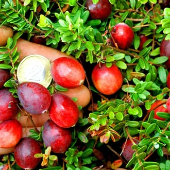 Sazenice BRUSINKA AMERICKÁ ´BEN LEAR´ ko 1,3L