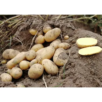 Semeno Sadbové brambory Simonetta Balení: 25kg