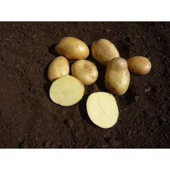 Semeno Sadbové brambory Monika Balení: 5kg