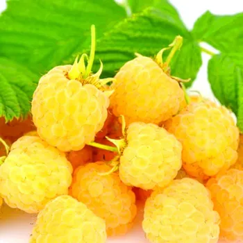 Sazenice MALINÍK XL´GOLDEN EVEREST´ - Stáleplodící kont. 2L