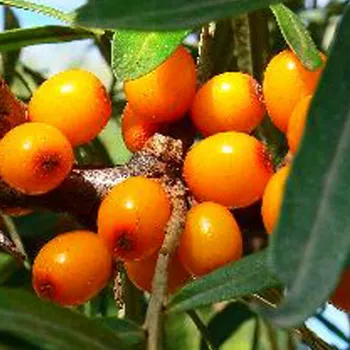 Sazenice RAKYTNÍK ŘEŠETLÁKOVÝ ´ BOTANIKA´ - SAMICE