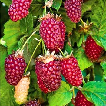 Sazenice MALINOOSTRUŽINA ´TAYBERRY BUCKINGHAM´ XXL kont. 2L