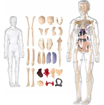 anatomický model Vzdělávací kostra Model model lidského těla 3D vnitřní orgány