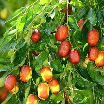 Sazenice JUJUBA ´LI´ (Ziziphus jujuba) - čínské datle 1,3L
