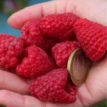 Sazenice MALINÍK XL´AUTUMN BELLE´ kont. 1,3L